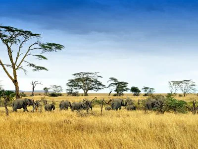 Elefanten in der Serengeti
