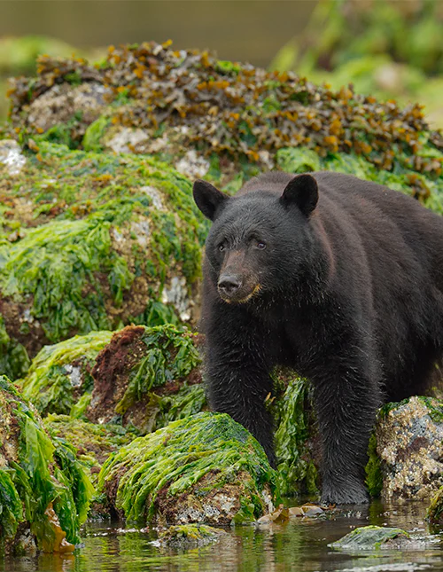 Ein Schwarzbär sucht am Ufer auf Vancouver Island in British Columbia, Kanada, nach Muscheln und Krabben