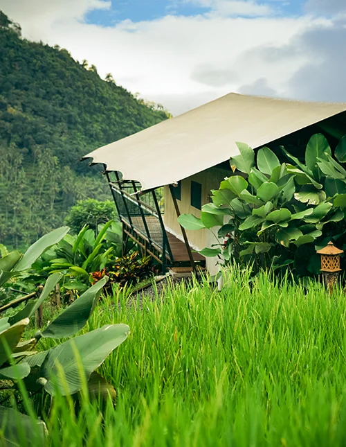 Luxuszelt inmitten üppigen Dschungels zwischen Reisfeldern und grünen Bergen auf Bali