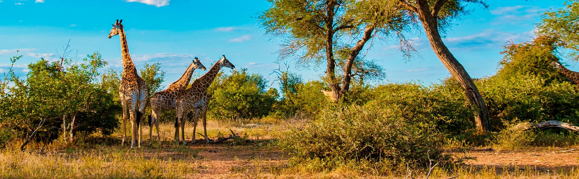 Drei Giraffen stehen in Südafrikas Kruger-Nationalpark in der Savanne