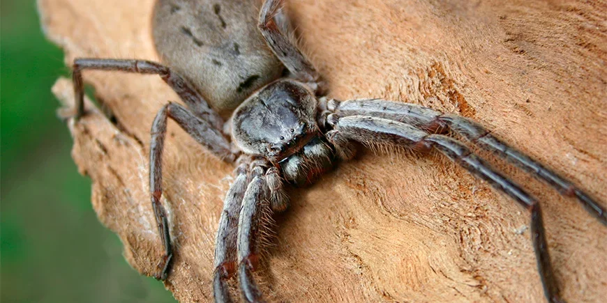 Nahaufnahme einer Riesenkrabbenspinne