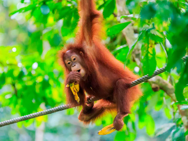 Schöner Orang-Utan in den Wäldern Sumatras