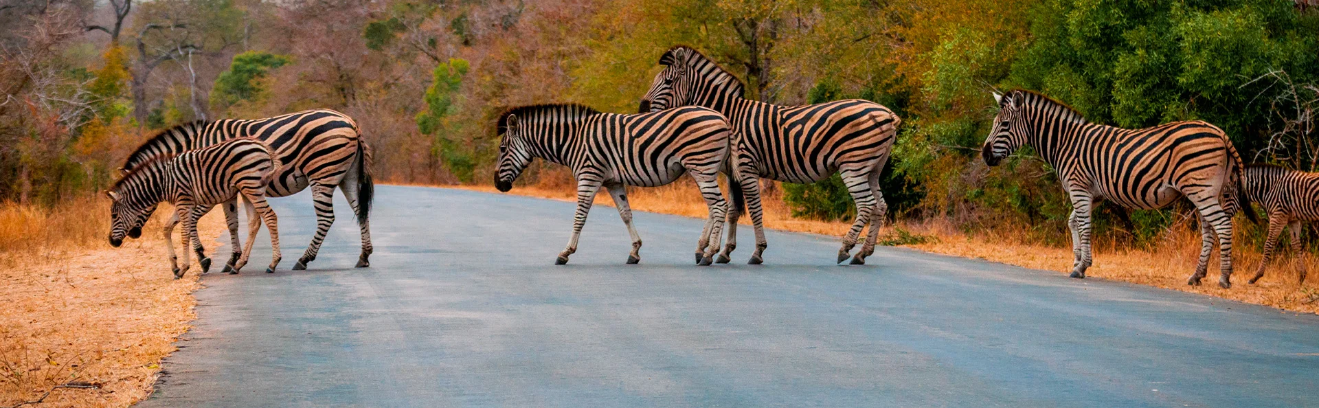 Zebras überqueren die Straße im Krüger-Nationalpark