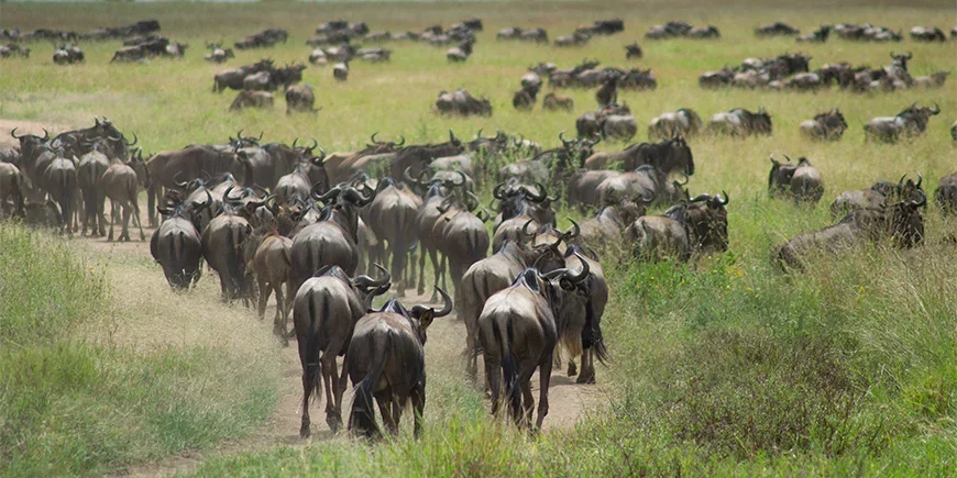Gnus ziehen über die Savanne