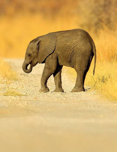 Junger, verirrter afrikanischer Elefant auf der Schotterpiste im Chobe-Nationalpark, Botswana.