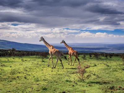 Zwei Giraffen gehen durch die Serengeti