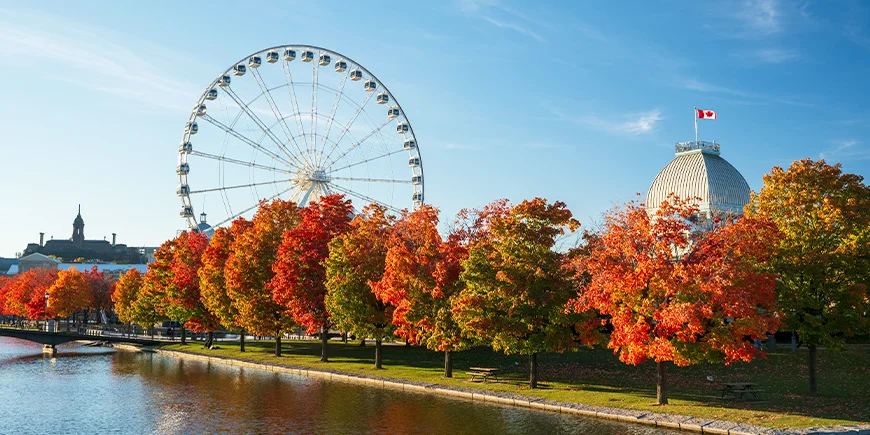 Herbst mit goldenen Bäumen in Montreal in Kanada