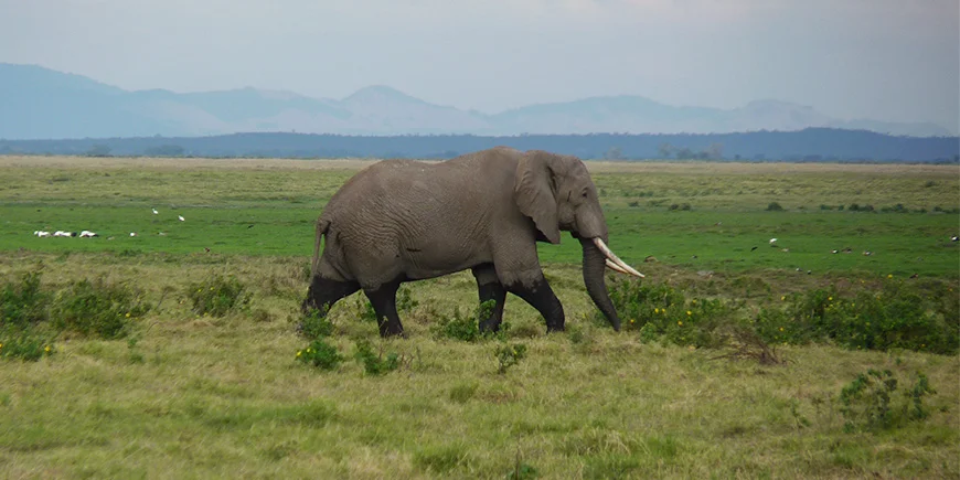 Elefant wandert im Gras der Savanne