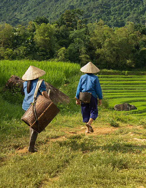 Zwei Frauen machen sich auf den Weg zur Arbeit auf den Reisfeldern des Pu-Luong-Naturreservats in Vietnam