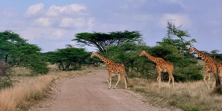 Drei Giraffen im Samburu-Nationalpark in Kenia