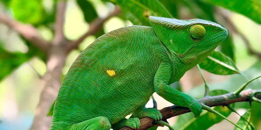 Wunderschönes grünes Chamäleon auf einem Baum in Madagaskar