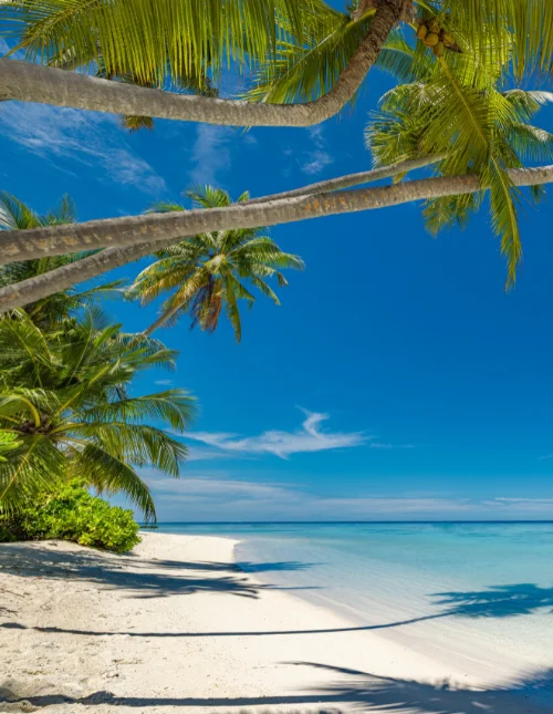 Tropischer Strand auf den Malediven mit weißem Sand und türkisfarbenem Wasser unter strahlend blauem Himmel.