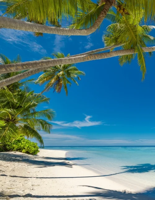 Tropischer Strand auf den Malediven mit weißem Sand und türkisfarbenem Wasser unter strahlend blauem Himmel.