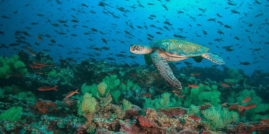 Grüne Meeresschildkröte unter Wasser bei der Insel Floreana auf den Galapagosinseln