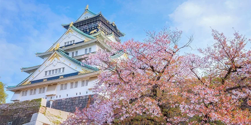 Kirschblüte an der Burg Ōsaka in Japan.