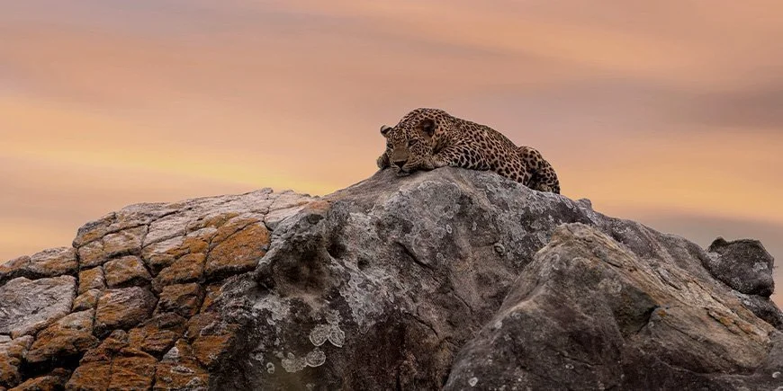 Leopard, der sich auf einem Felsen im Yala-Nationalpark auf Sri Lanka ausruht.