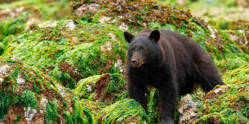 Schwarzbär auf Vancouver Island in Kanada