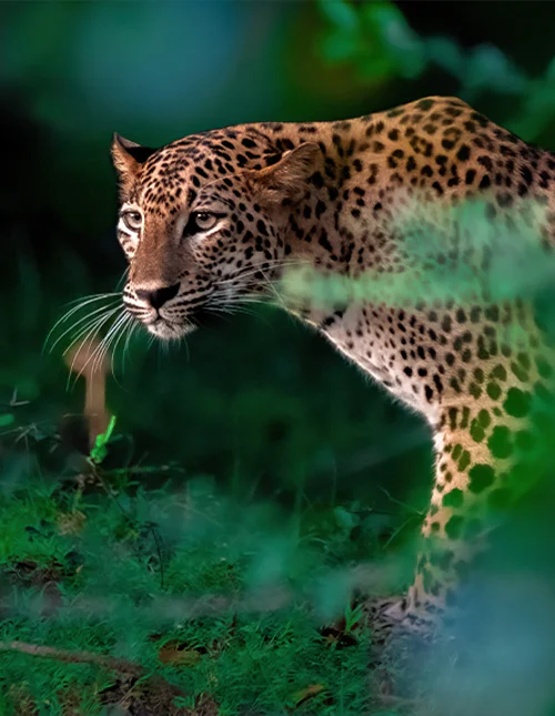 Nahaufnahme eines Leoparden im üppigen Dschungel Sri Lankas