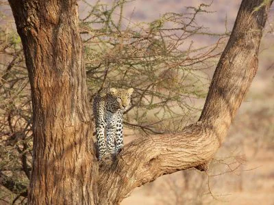 Leopard auf einem Baum in Samburu, Kenia