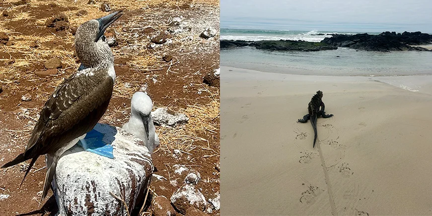 Blaufußtölpel und Leguan auf den Galápagos-Inseln