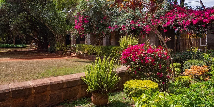 Blumen im Karen Coffee Garden