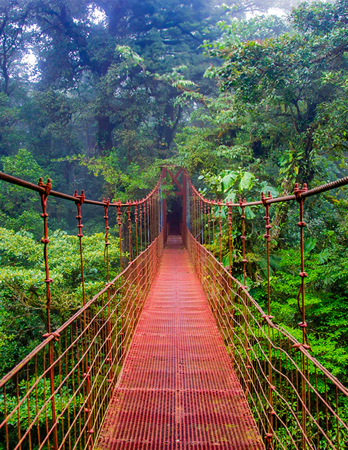 Hängebrücke im Nebelwald von Monteverde