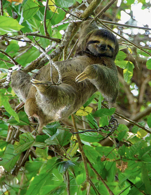 Ein Faultier ruht in einem Baum, umgeben von üppig grünen Blättern in Costa Rica.