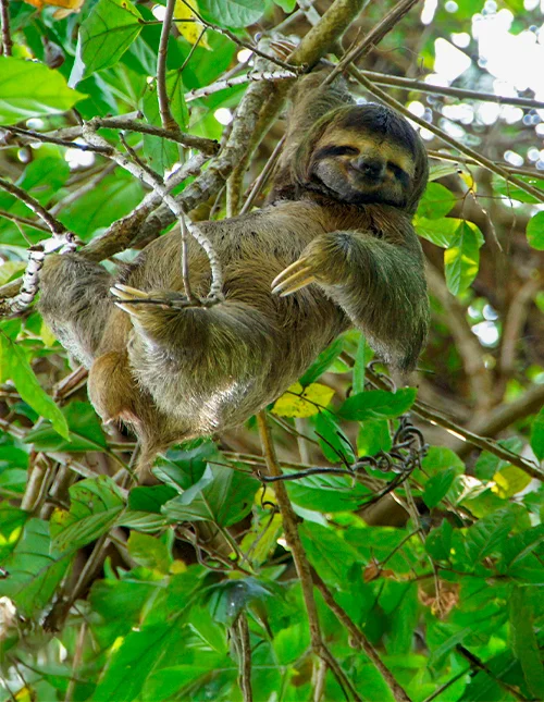 Ein Faultier ruht in einem Baum, umgeben von üppig grünen Blättern in Costa Rica.