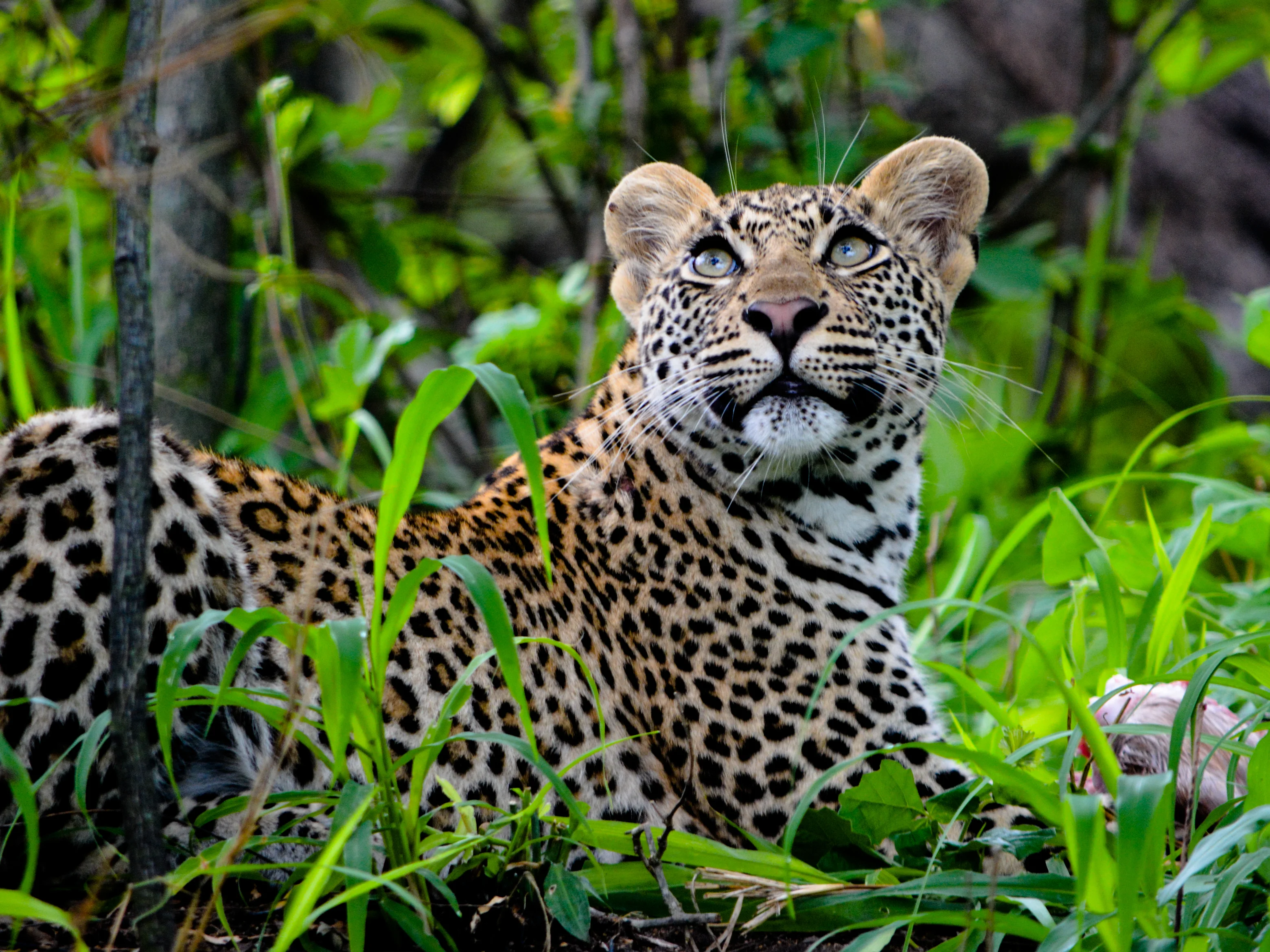 Wunderschöner Leopard im satten Grün Südafrikas