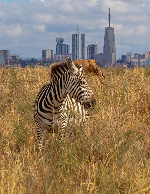 Ein Zebra steht im hohen Gras, mit Nairobis Skyline im Hintergrund