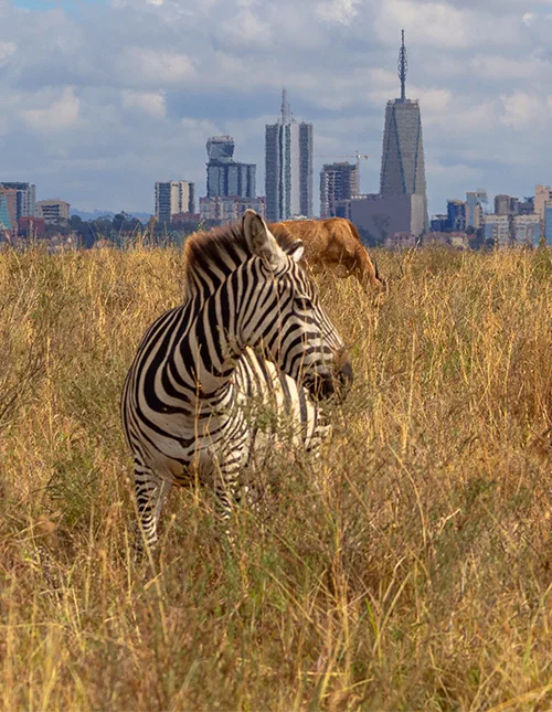 Ein Zebra steht im hohen Gras, mit Nairobis Skyline im Hintergrund