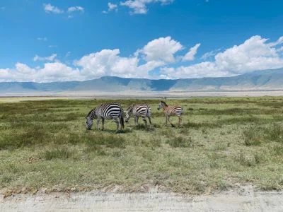 Zebras im Ngorongoro