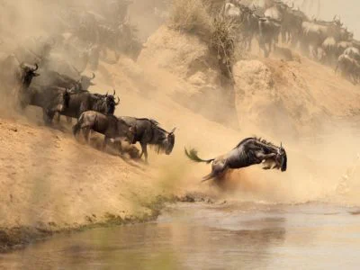 Gnus überqueren den Mara-Fluss während der großen Tierwanderung