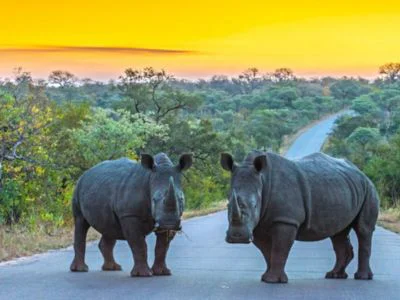 Zwei Nashörner auf einer Straße im Kruger-Nationalpark bei Sonnenuntergang