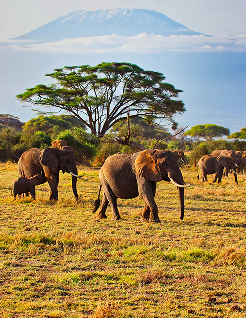 Eine große Elefantenherde, die im Amboseli-Nationalpark in Kenia unterwegs ist