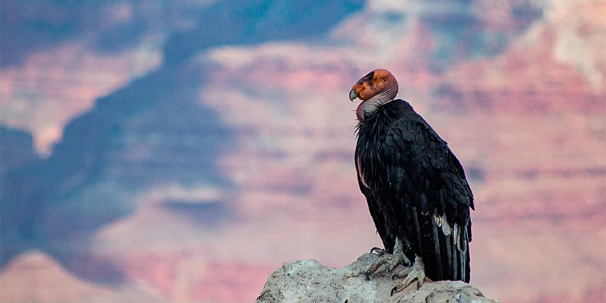 Kalifornischer Kondor im Grand Canyon