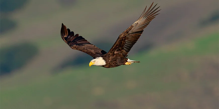 Weißkopfseeadler in Kalifornien