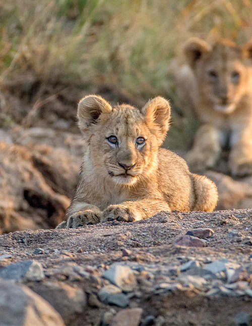 Löwenjunge im Pilanesberg-Nationalpark, Südafrika