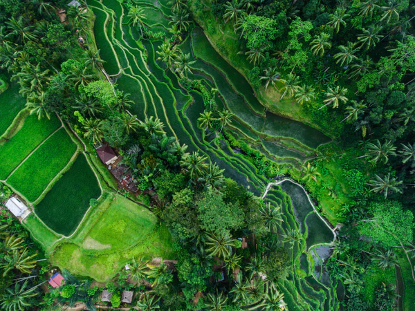 Wunderschöne, grüne Reisterrassen auf Bali aus der Vogelperspektive gesehen