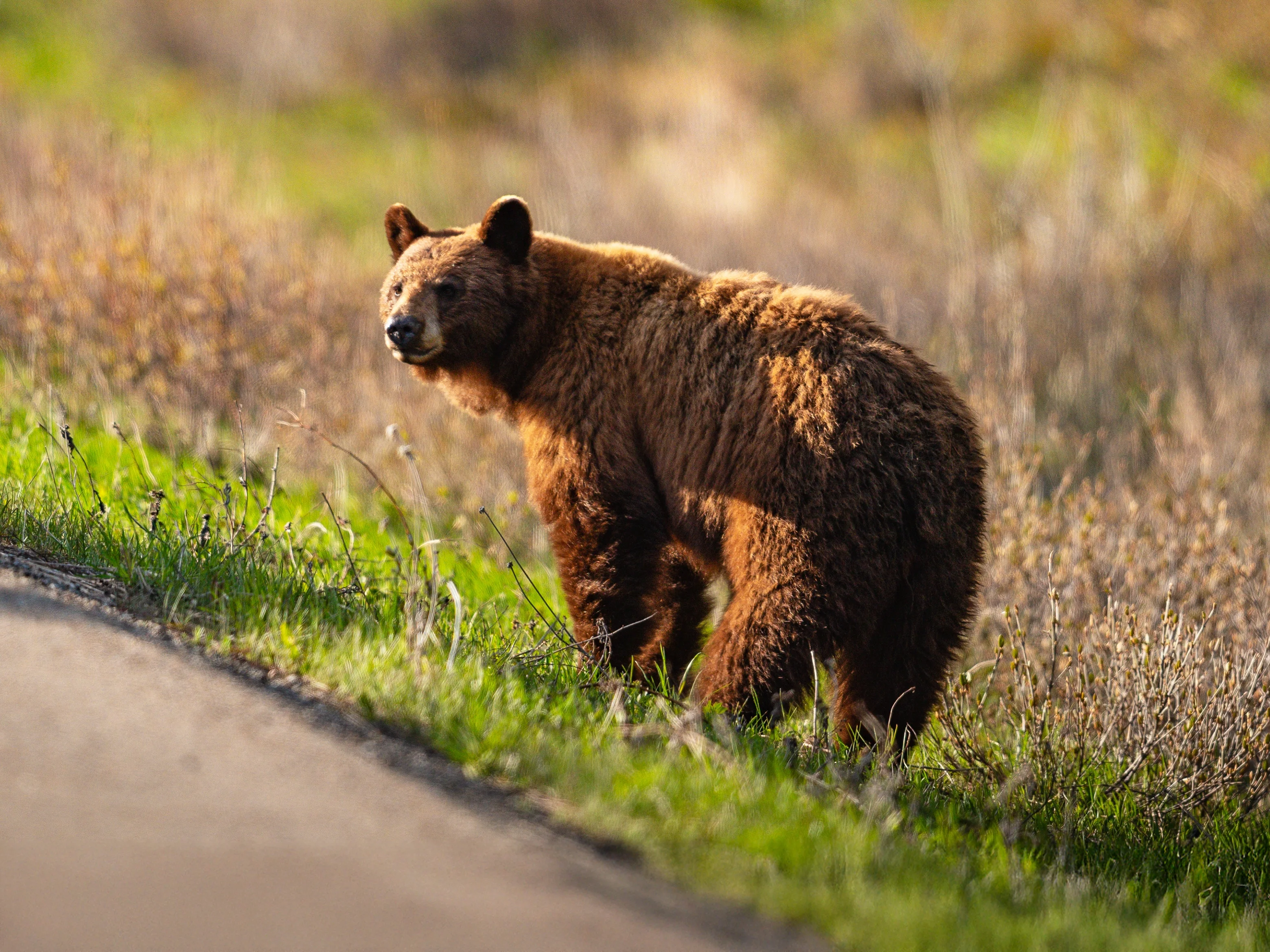 Bär am Straßenrand im Waterton-Nationalpark in Kanada