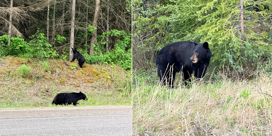 Bären, die wir auf der Autofahrt in den Rocky Mountains in Kanada gesehen haben