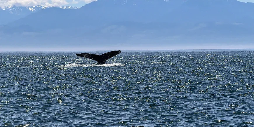 Ein Wal bricht bei einer Walbeobachtungstour in Kanada die Wasseroberfläche