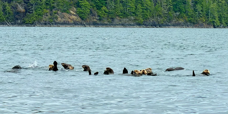 Eine Gruppe von Ottern im Wasser in Kanada