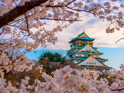 Kirschblütenbäume rund um die Burg Osaka in Japan