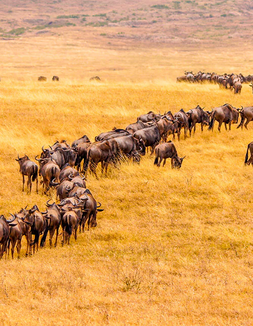 Eine große Herde Gnus zieht über die trockene Savanne.