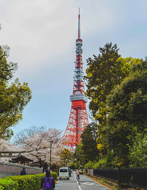 Der Tokyo Tower während der Kirschblütensaison in Tokio, Japan