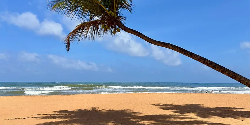 Palme und blauer Himmel am Strand von Bentota
