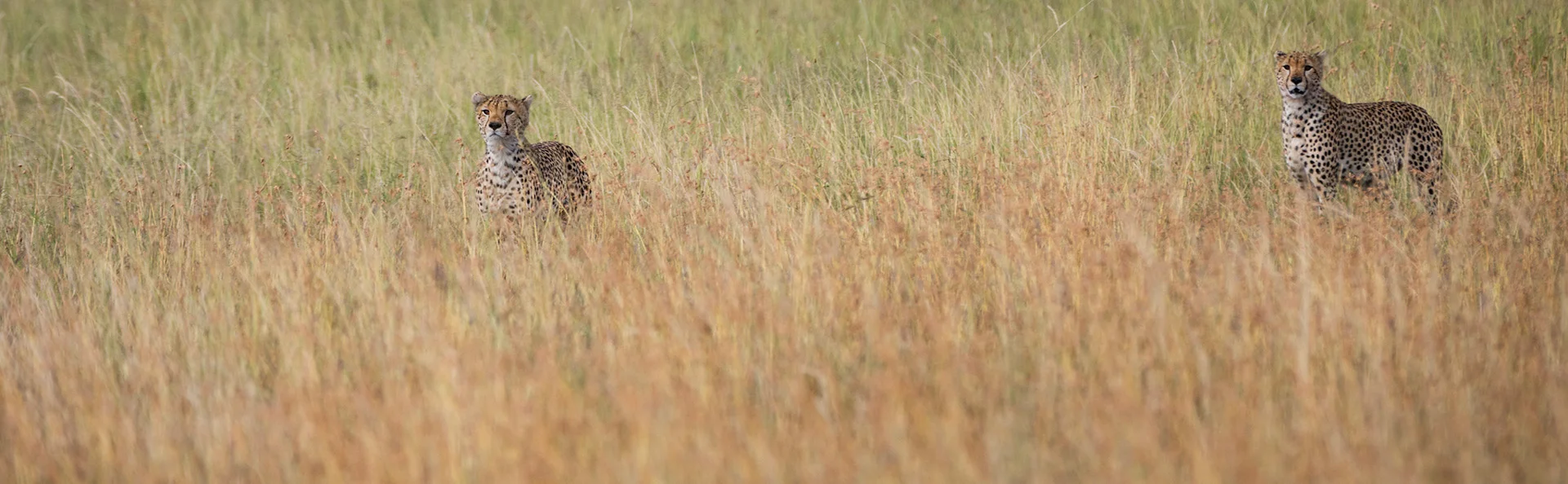 Zwei Geparden beobachten aufmerksam ihre Umgebung und sind dabei fast vollständig im Gras der tansanischen Savanne verborgen
