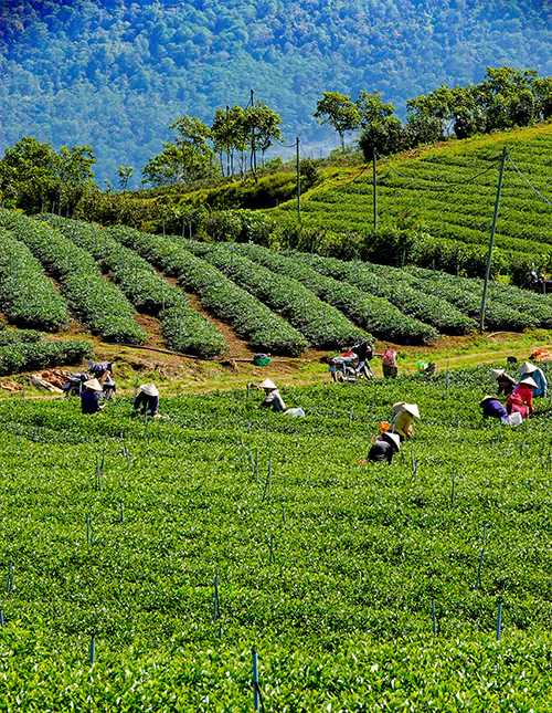 Üppige Teeplantage in Da Lat