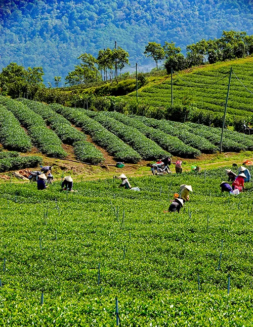 Üppige Teeplantage in Da Lat